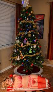 www.jackiebound.com - 123 Christmas 2015 photos thumbnail